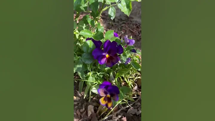 Viola Tricolor or Pansy dance - DayDayNews