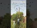 Farmer amazing hunting for crow 🐦‍⬛😱. #hunting #usa #usashorts #america #american #americana