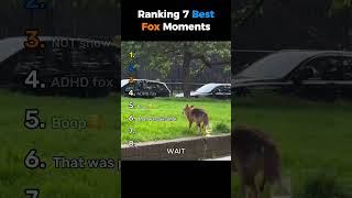Ranking 7 Craziest Fox Moments