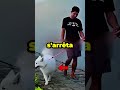 Le garçon a retrouvé ses chiens après 6 ans 😯❤️