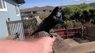 Finally Hand Fed Raven The Raven