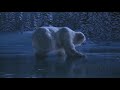 Happy polar bears - Glückliche Eisbären