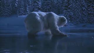 Happy polar bears - Glückliche Eisbären