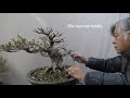 Bonsai master cut tree drastically for making new style.