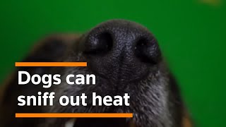 Your dog's nose has an infrared sensor that detects tiny temperature changes - a scientist explains