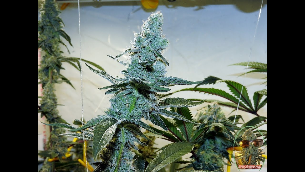 TROPICANNA COOKIES  BLACK BANANA COOKIES DAY 42