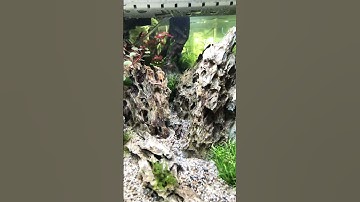 Thumbnail of Stunning 40 litre mountain scape planted aquarium using dragon stone. Best fish to add? #aquarium
