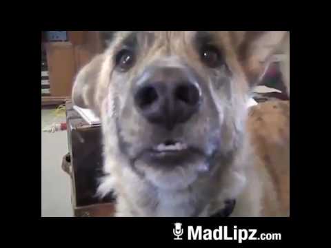 sprechender hund sprechender hund