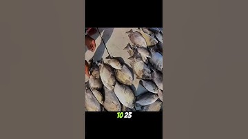 Hướng Dẫn Móc Mồi Rong Câu Cá Rìa ( Dìa ) Bằng Rường Đĩa -Tập Cuối #seafishing #fishing #shorts