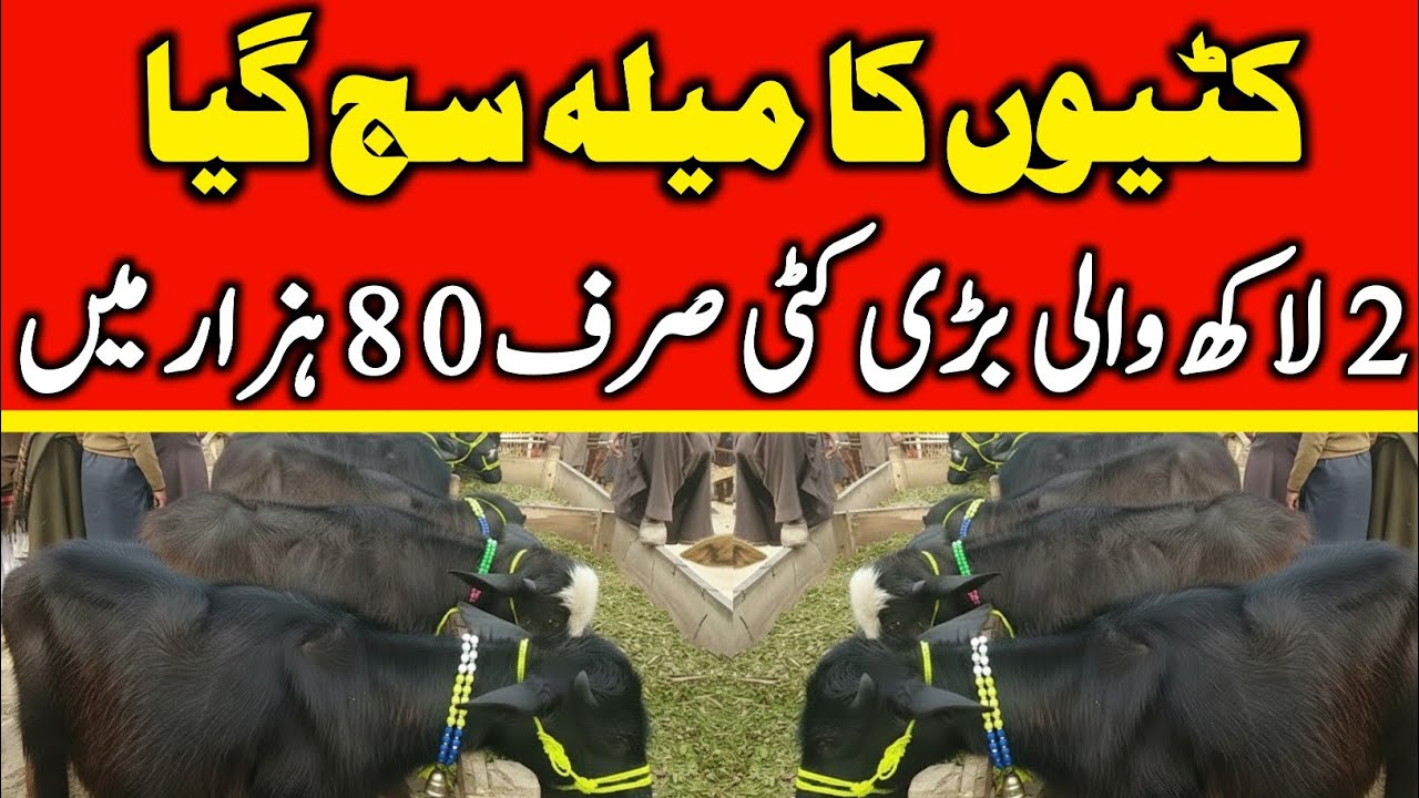 Today Malumor Mandi Jhang Update | Young buffalo for sale | Katti Farming In Pakistan | buffalo 