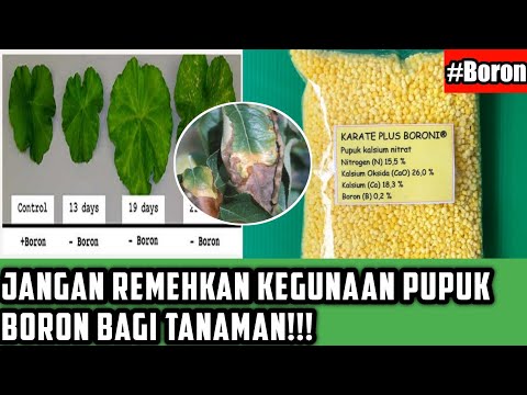 JANGAN REMEHKAN KEGUNAAN PUPUK BORON BAGI TANAMAN!!!