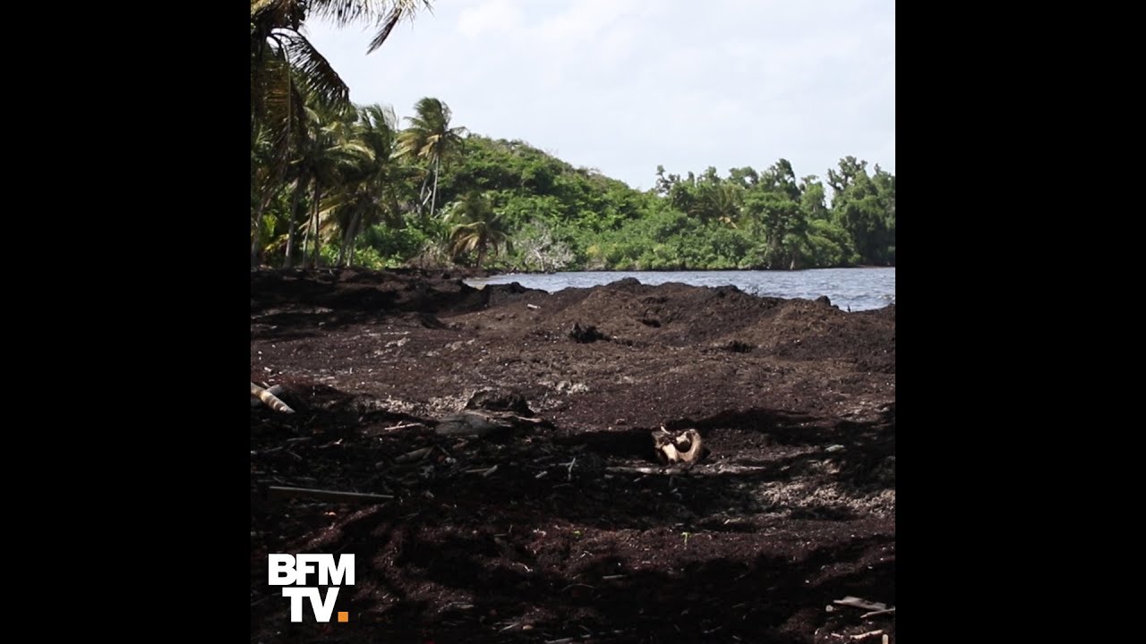 Ces Images Résument à Elles Seules Le Problème Des Algues Sargasses En Guadeloupe