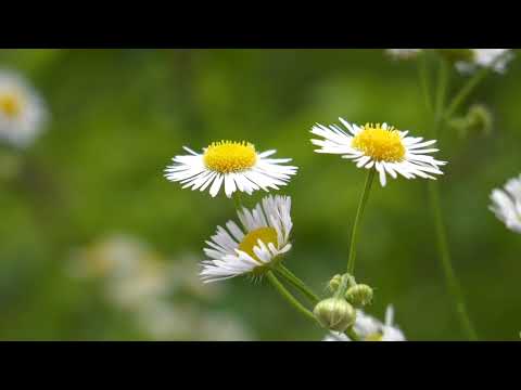 Natia Sokhurashvili სევდიანი ღიმილები Sevdiani Ghimilebi