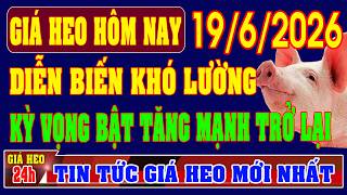 Giá Heo Hơi Ngày 19/6/2026: DIỄN BIẾN KHÓ LƯỜNG, BÀ CON KỲ VỌNG BẬT TĂNG TRỞ LẠI