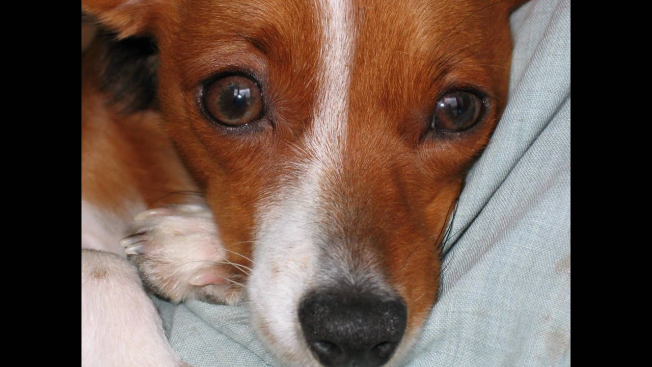 Jack Russel Pinscher Nain Kimi Youtube