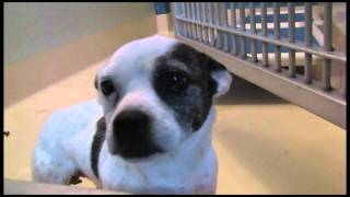 Dogs From Merced, Ca Come To Ohs