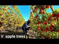 ESTA ES LA MANZANA QUE NOS PAGAN MEJOR POR COSECHAR EN E.U. ... Apple Farm 2020🤩