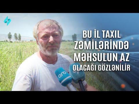 Video: Ən taxıl nə deməkdir?