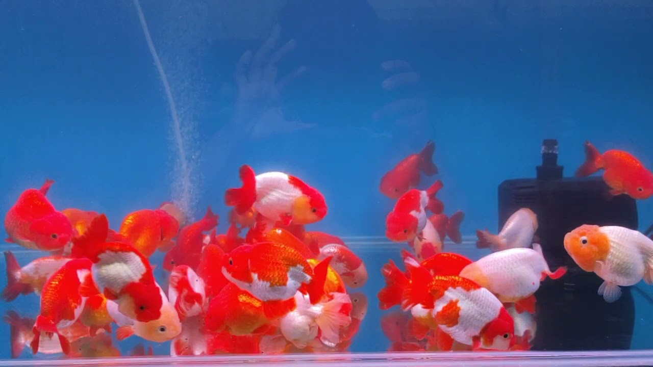 龍頭壽 縮圖