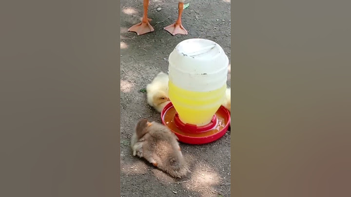 safari park Lahore | duck gave birth 5 baby duck at safari zoo Lahore | wild on beat life Officially