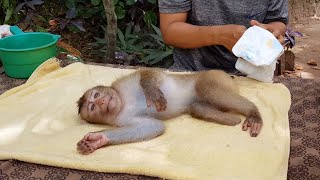 Update Monkey Koko! Koko Still Diarrhea​ But Hope He Got Better As Soon