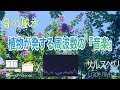 【愛嬌・繁栄・直感力・長寿・人間関係・喜び・調和・528 Hz】都会で愛らしく華やかに咲き誇る『サルスベリ』が奏でる『音の風水』♪（Part 63）