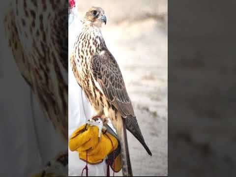 الشاعر ذيب بن عايض بن غيده ال سليمان قبل ٤٠سنه