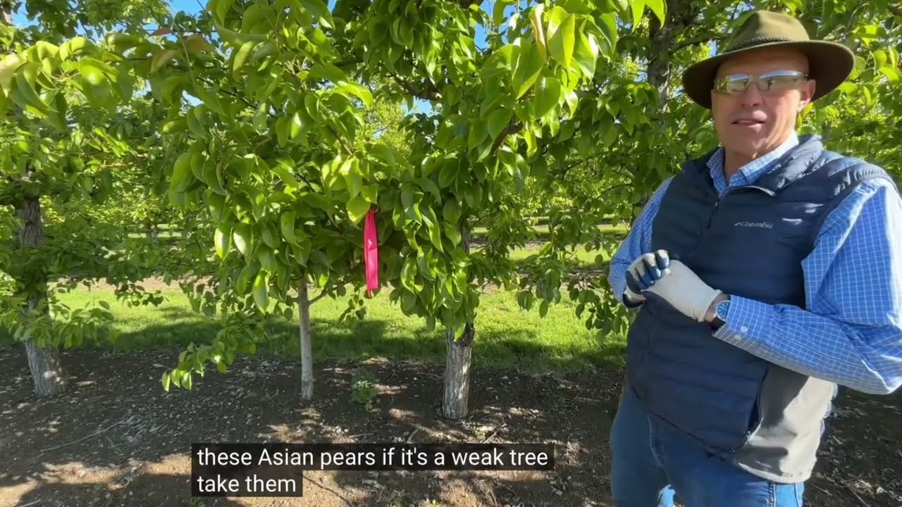 Thinning Asian Pears