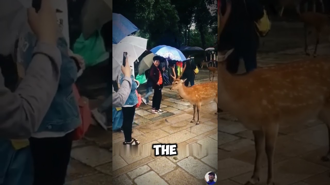 A Deer’s Sweet Thank You 