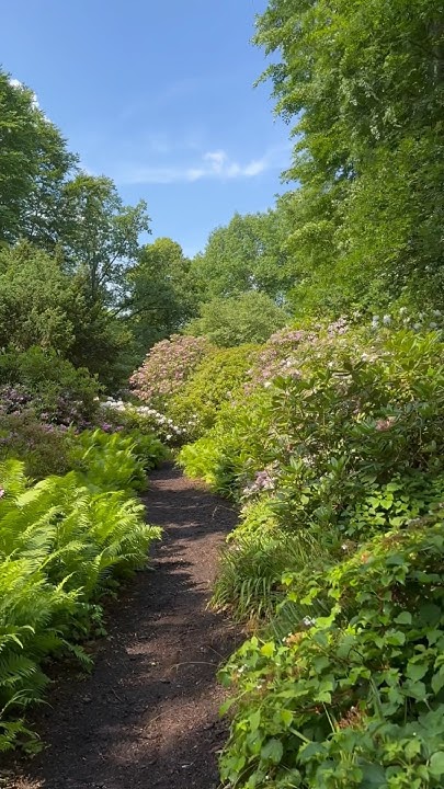 Rhododendronhain im Britzer Garten spazieren garten garden 
