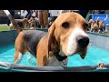 FUNNY BEAGLE POOL PARTY