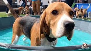 FUNNY BEAGLE POOL PARTY