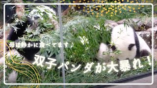 20220917 レイレイ、シャオシャオの熱い戦い3 |ジャイアントパンダ |上野動物園