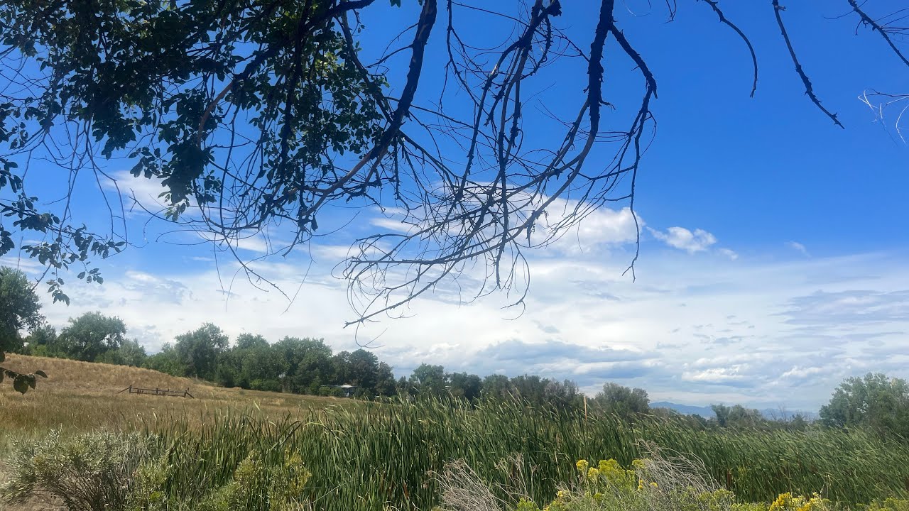 Mastering Mood Elevation