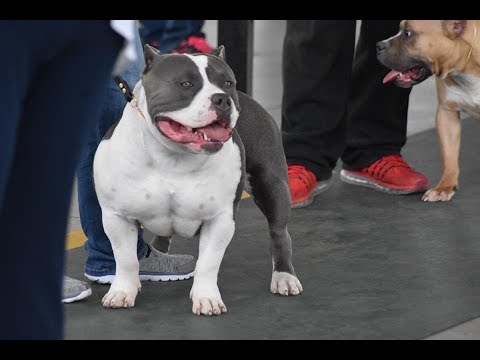 american bully protein