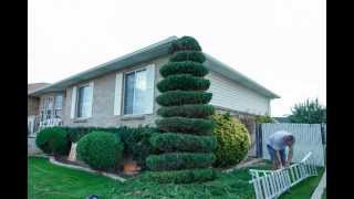 I trim an evergreen tree in a spiral in a minute, time lapse video.