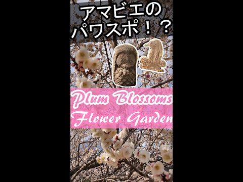 【アマビエと梅の花🌺パワスポ】Plum Blossoms, Japan, Flower Garden「江戸時代、妖怪の予言/ピンク満開！春が来た,Spring/春季日本旅遊」 Yokai,Am