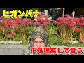 【毒】ヒガンバナをかき揚げにして食う