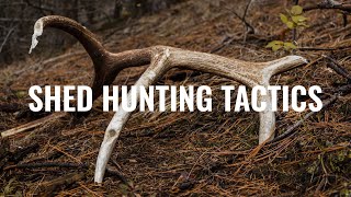 Shed Hunting Tactics