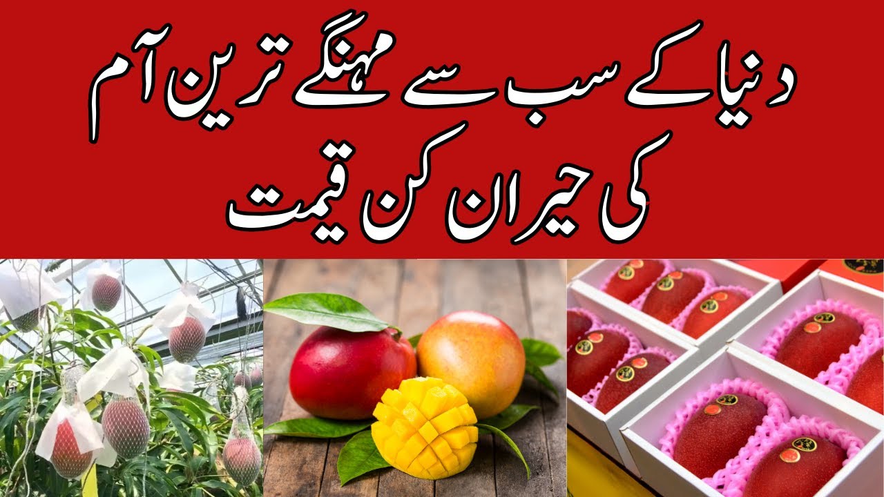 What Is The Price Of The Most Expensive Mango In World YouTube what-is-the-price-of-the-most-expensive-mango-in-world-youtube