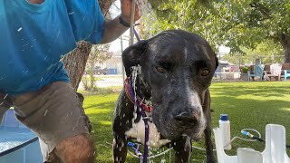 Buzz Pitbull Bath Aquapaw - Dog N Kitty City