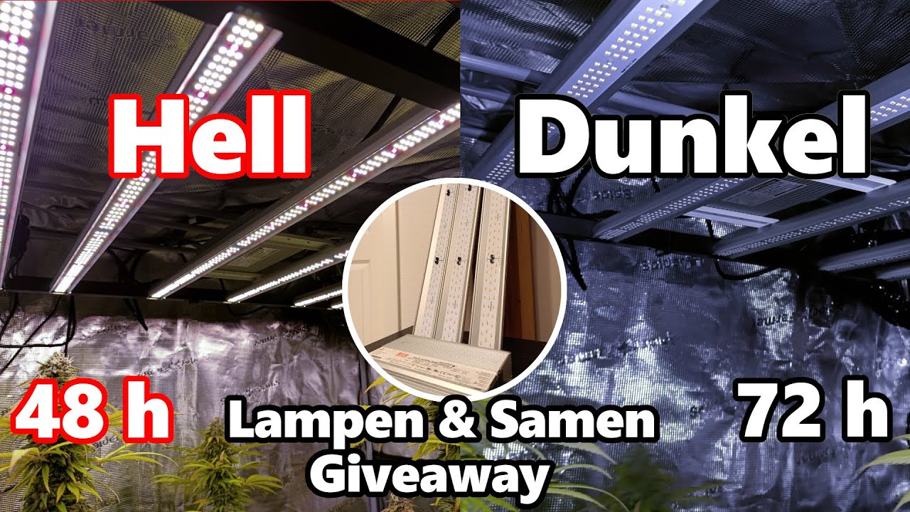 48h Licht vs. Dunkelheit vor der Ernte