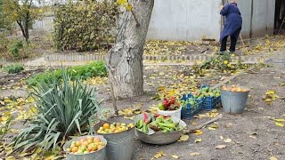 видео: Збір помідорів Колядник! Огірок не квадратний і не трикутний.. він чи вона?! картинка: Збір помідорів Колядник! Огірок не квадратний і не трикутний.. він чи вона?!