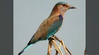 صوت طائر الوروار لعشاق الصيد/voise bee eater