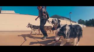 Equilibrium, lo querrás para tu perro