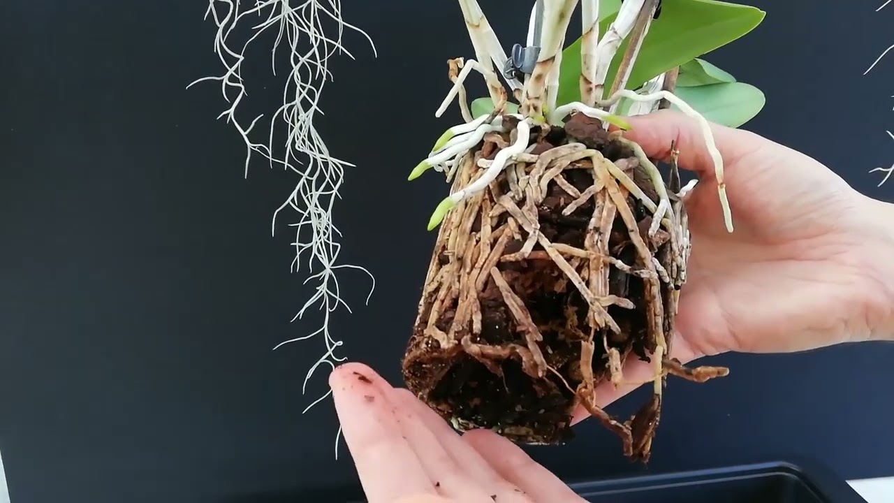 Trasplante Urgente: De una Orquídea hago tres plantas!