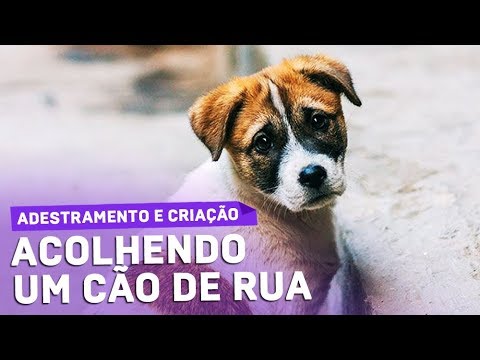 Vídeo: Cães resgatados da casa dos horrores agora saudáveis e prontos para serem adotados