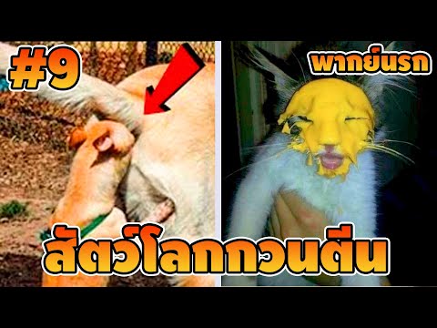 Ep.9 สัตว์โลกกวนตีน SS3 - [ พากย์นรก ] | easy boy X2