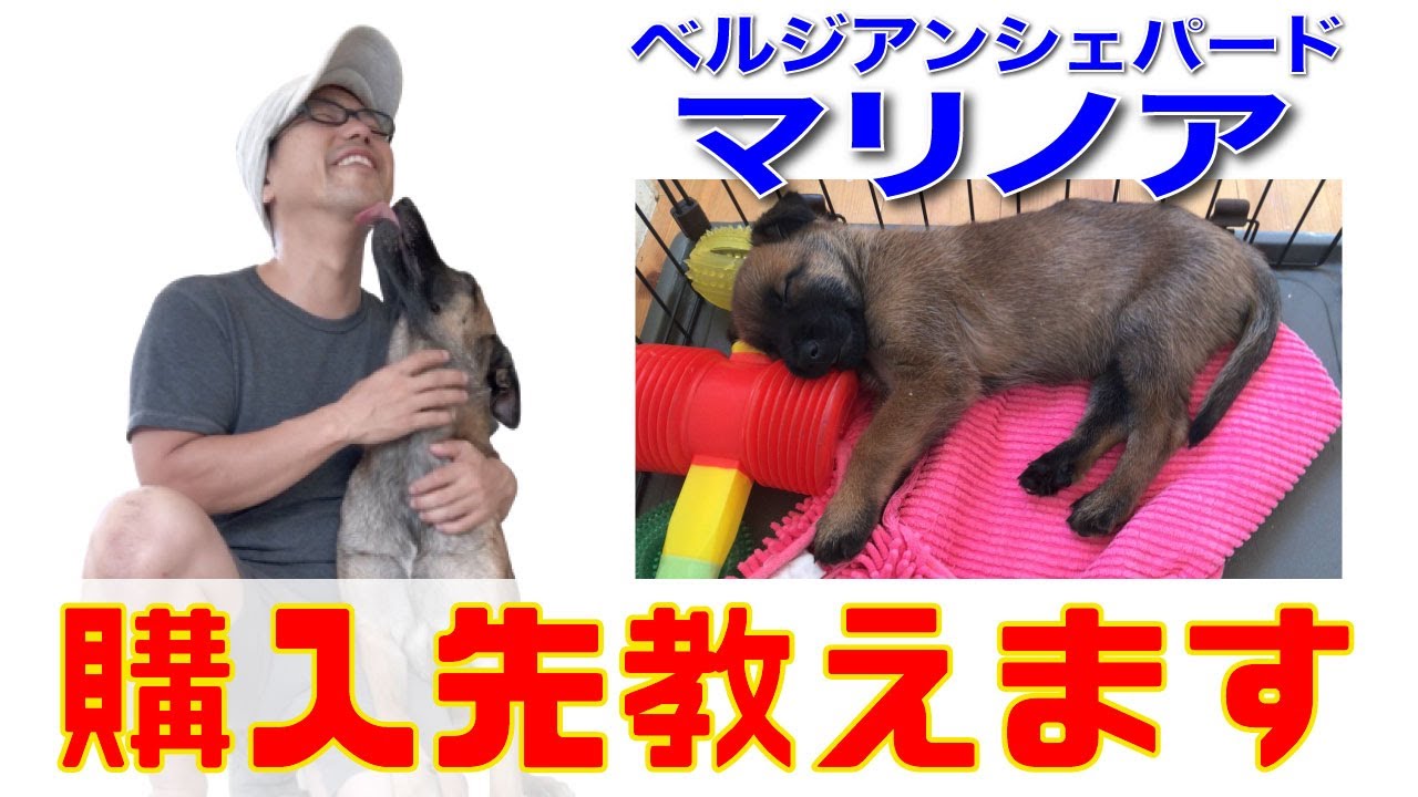 【子犬購入先】教えます。希少犬種ベルジアンシェパード・マリノア！ YouTube