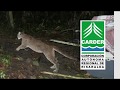 Liberacin de puma encontrado en pereira